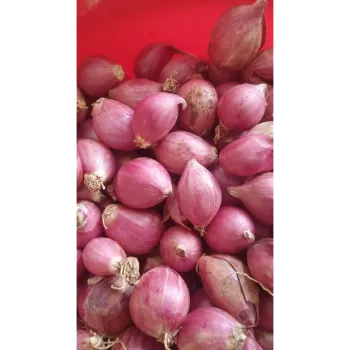 Onion (6)-1884459-21178.webp